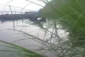 农村妹子抓虾有妙招，一个风扇轻松搞定！这虾个头可不小