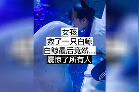 女孩救了一只白鲸，结局震撼了所有人