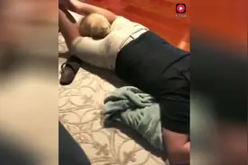 主人放了个屁，小狗狗闻到之后，居然对主人的屁股做这样的事