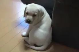 网友养的小拉布拉多 都快养成拉不拉猪了 伙食真好太羡慕了