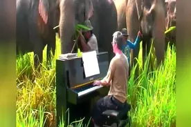 老外对着进食的大象弹钢琴，大象草都不吃静静地听了！视频封面