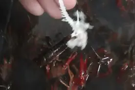 小龙虾吃鲶鱼，最后只剩下骨架