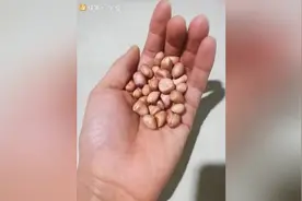 胸小的妹妹的福利！小妙招丰胸！快速瘦腿！速度围观视频封面