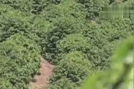 牛人带你看看咖啡豆是如何加工的，生产加工处理全过程