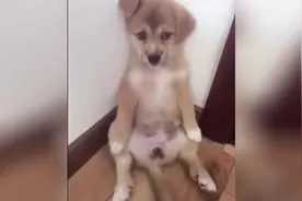 狗狗失恋了，它一脸生无可恋，不吃饭不喝水，主人愁死了