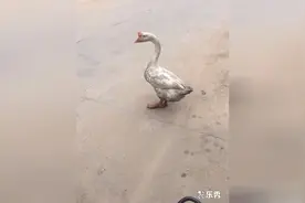 据说这只鹅智商跟3岁小孩一般，主人说什么它都听得懂