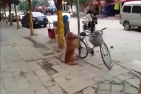金毛帮主人看单车不肯离开，跳上自行车后座示意主人快点走视频封面