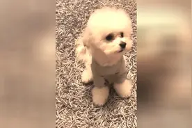 这只狗狗太会撒娇了，哼唧哼唧的！