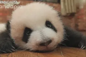 Q弹软糯的芝士，芝士：想亲我吗？视频封面