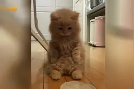 给这么可爱的猫吃冰块，都是谁想出来的损招