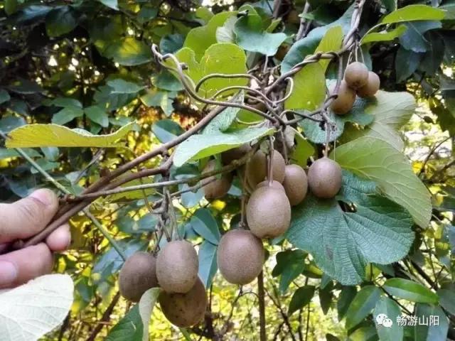 九月山阳游，吃喝玩乐在初秋