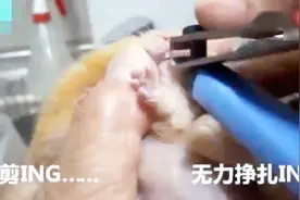 剪牙齿，仓鼠以为自己受到了迫害，把嘴里塞满的食物全吐出来了视频封面