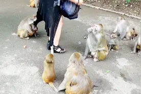 这些猴子胆大不怕人，抱住女士的腿和拉住裙子要吃的视频封面
