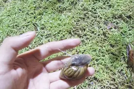 泰国有种护肤品蜗牛霜，那直接让蜗牛在脸上爬效果会不会更好呢？视频封面