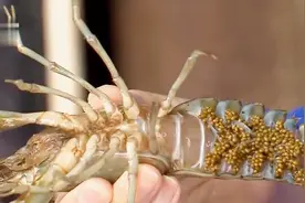 一分钟了解小龙虾的产仔过程，长见识了视频封面