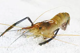 红烧罗氏虾，富含维生素，特别适宜于老年人和儿童食用