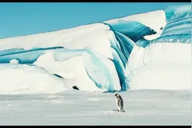 北极为什么没有企鹅，南极为什么没有熊？