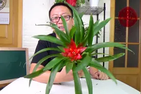 它是世界上最漂亮的菠萝，教你怎样在家里养视频封面