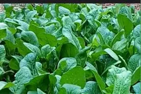 农村人巧用抽水机抽粪屎水淋菜，轻松种出绿色蔬菜营养又健康