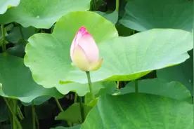 荷花花苞被摸后就不开花了？