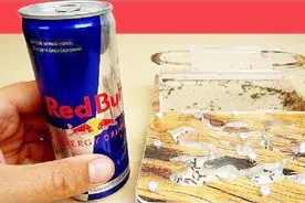 把啤酒、牛奶和红牛分别放入蚁群会怎样？爱喝啤酒的蚂蚁还是多！视频封面