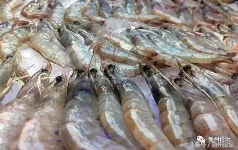 随州珊瑚海请100余名教师免费吃海鲜!