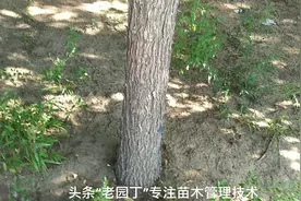 苗圃管理技术之大树郁闭后的处理及郁闭在苗圃生产中的应用视频封面