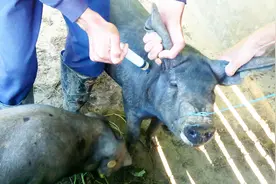 养了二十年猪总结出来的给猪打针技巧，你未必会，也未必做对视频封面