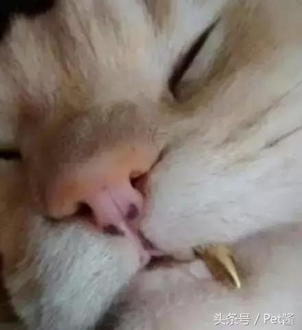 è䱻ݺˣ˾èĽ