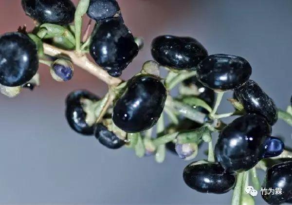 小小野生黑枸杞 大功效
