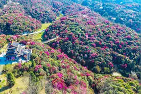 山地公园省贵州最美三大花海：万亩樱花、百里杜鹃、韭菜花视频封面
