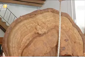 村民深山采药 挖到巨型大灵芝视频封面