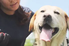 警犬遇上训导员 犬被驯服还是人被犬“欺负”视频封面