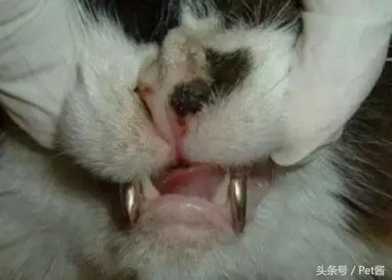 è䱻ݺˣ˾èĽ