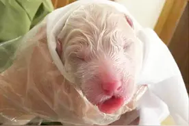 看完这只萨摩耶的生产全过程，才知道狗狗生崽子是这样的啊图片