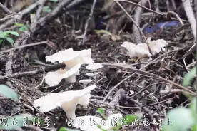 爱吃蘑菇？农村小伙教你不花钱就能收获新鲜的大白菇，味道太鲜了