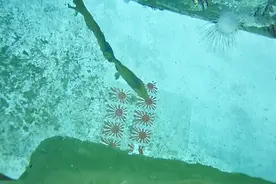 二战名舰遗容重现人世 鱼雷创伤清晰可见视频封面