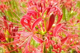 彼岸花到底是不是中药石蒜？一分钟带你看明白！