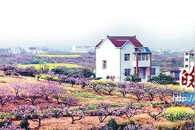 去大青山看桃花 在悠悠风景里寻觅舌尖上的美味图片