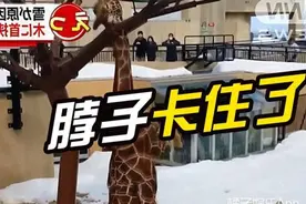 日本动物园长颈鹿脖子卡到树上，画面意外有点萌图片