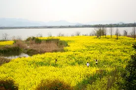 德清下渚湖湿地 千亩花海美无边图片