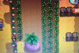 星露谷物语stardew valley巨型植物怎么做 巨型植物种植方法图片