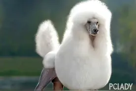 贵宾配种要注意什么图片