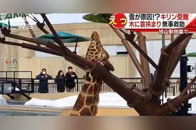 长颈鹿脖子卡树枝:后腿跪地不能动 长颈鹿为什么睡眠少一年不喝水图片