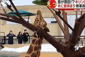 长颈鹿脖子卡树枝:后腿跪地不能动 长颈鹿为什么睡眠少一年不喝水图片