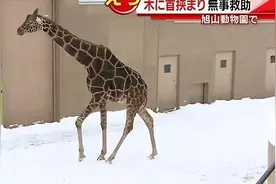 尴尬！日本一长颈鹿脖子被卡树枝动弹不得图片