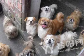 岳阳市民养狗太随性 犬类管理办法成一纸空文图片
