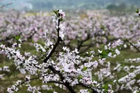 看浙里丨桐庐阳山畈三千亩桃花争奇斗艳图片