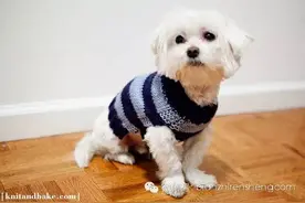 简单的狗狗毛衣编织教程图片