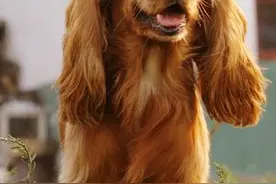 饲养美国可卡犬的方法图片